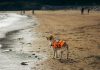 Câine salvamar simte pericolul înaintea oamenilor a dog on a beach