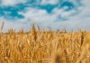 Prețul grâului românesc urcă la 288 dolari tona FOB wheat field