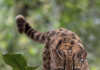 Impactul descoperirii Leopardus tilcayo asupra conservării