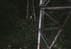 A bear cub stands near a metal transmission tower surrounded by dense forest foliage.