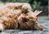 Prezența pisicilor oglindește fericirea națională orange Persian cat sleeping